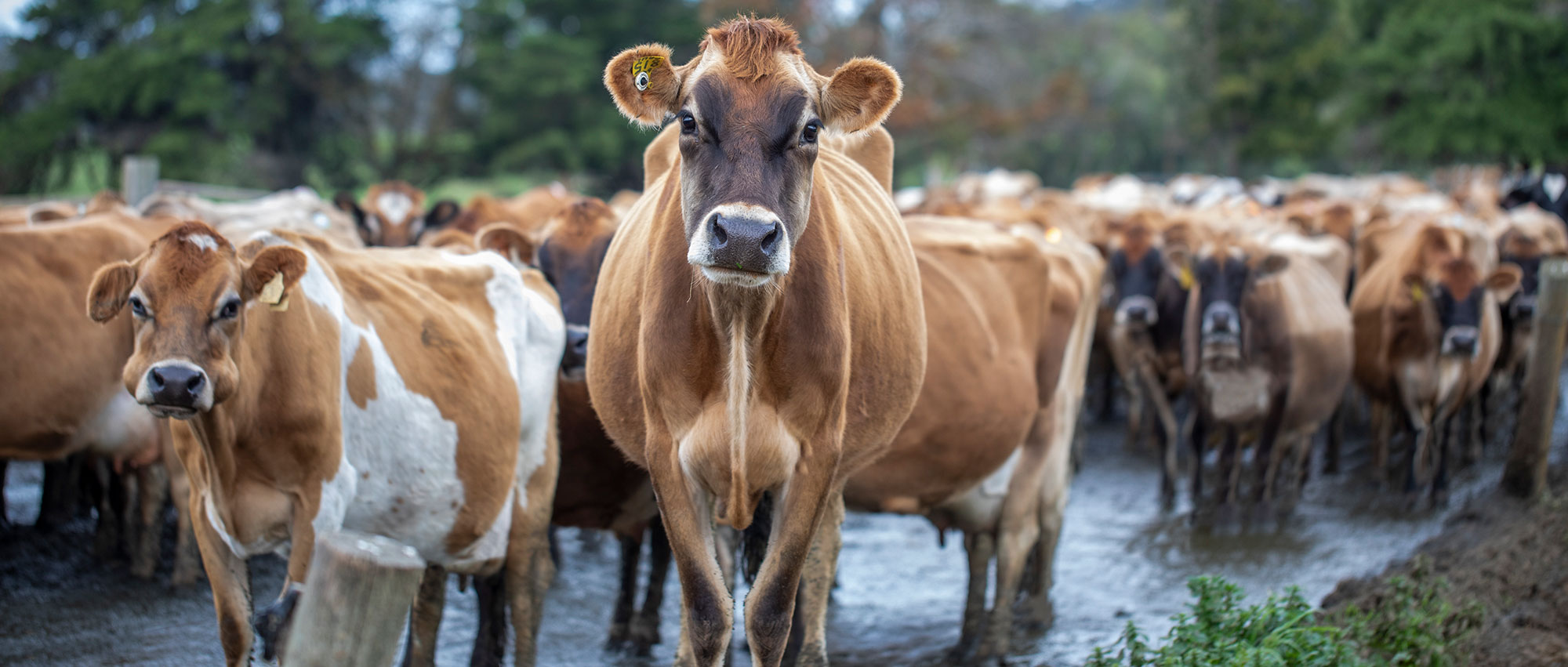 Fleurieu Milk Company