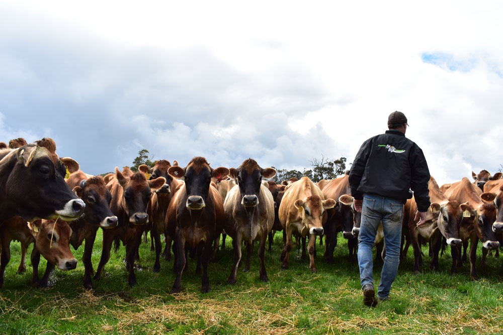 Cows-and-Farmer