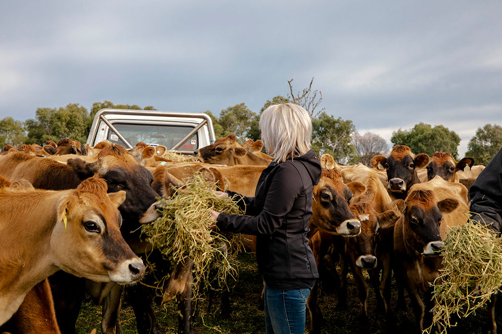 Feeding-the-cows