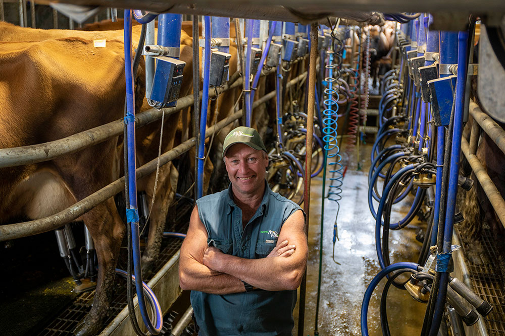 Jersey-Dairy