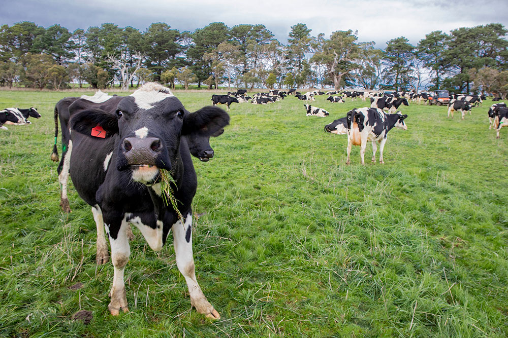 Farm-Fresh-Cows