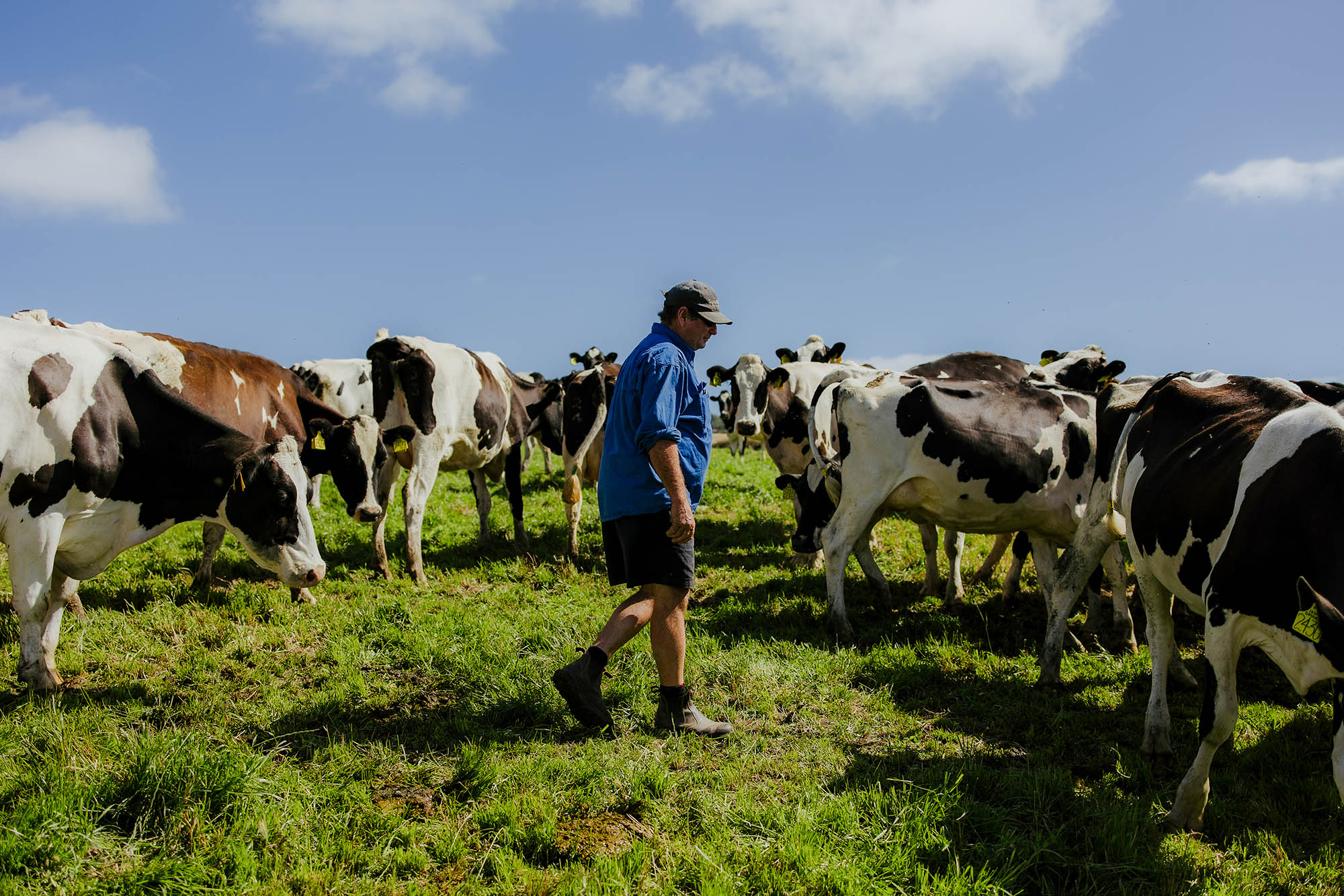 Munbilla Dairy