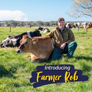 Meet Rob and beautiful Swirl the Jersey. Rob is a lifelong dairy farmer and has been milking cows since he could stand in the dairy. He loves to grow grass and breed cows and has never been able to see himself doing anything else. You may not know that Rob is a Kiwi, which we don’t hold against him 😉 as he’s a Myponga local now!