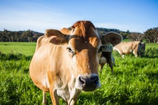 Meet one of our very special girls, Aria. We wouldn’t say that she’s Bazz’s favourite, but we’re told they have a special bond. She’s the one cow that will always walk over to Bazz in the paddock. But also, in the dairy, after the row of cows have been milked, all the cows exit straight out of the dairy once the cups have been removed, but not Aria. She literally stops, ducks her head under the rail, and waits until Bazz has come over to her to give her a pat and a scratch before she will leave the milking shed 😊